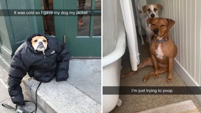 13 Dog Memes All About Man's Best Friend Two dog memes in the following collection.