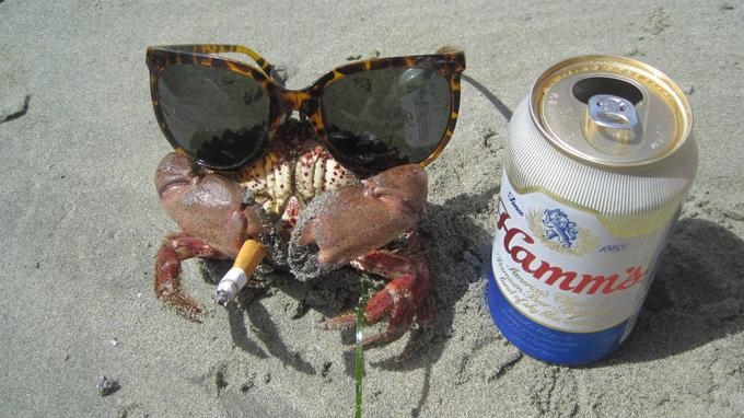crabs smoking cigarettes Crab Funny Art Prints for Sale Crab Smoking A Cigarette Stock
